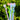 Custom Logo Color-changing rose gel advertising pen | Premium Corporate Gifts and Custom Gifts